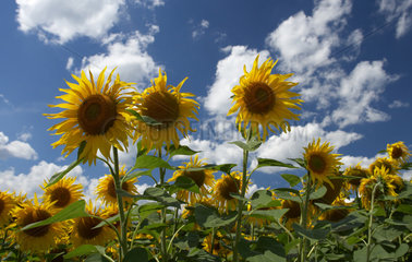 Ein Feld mit bluehenden Sonnenblumen