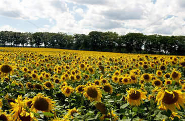 Ein Feld voller bluehender Sonnenblumen