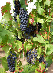 Reife blaue Weintrauben fuer Rotwein an einem Rebstock