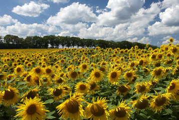 Ein Feld voller bluehender Sonnenblumen