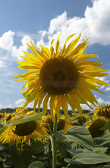 Eine bluehende Sonnenblume in einem Feld