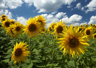 Ein Feld mit bluehenden Sonnenblumen