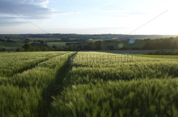 Blick ueber ein Getreidefeld bis zum Horizont am Abend