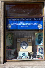 Brandenburg/Havel - Schaufenster des Deutschen Pudel Klubs