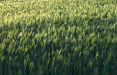 Blick auf die noch gruenen Aehren eines Getreidefeldes