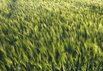 Blick auf die noch gruenen Aehren eines Getreidefeldes