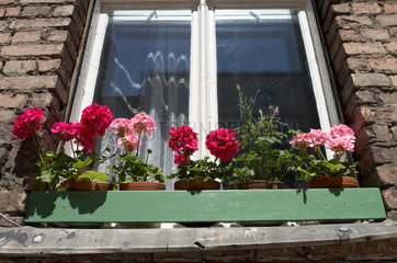 Berlin  Geranien auf einer Fensterbank eines alten Hauses