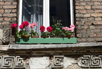 Berlin  Geranien auf einer Fensterbank eines alten Hauses