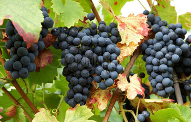 Reife blaue Weintrauben fuer Rotwein an einem Rebstock