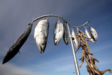 Nessebar  zum Trocknen aufgehaengte Tunfische