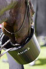 Royal Ascot  ein Pferd trinkt aus einem Eimer mit Ascot-Logo