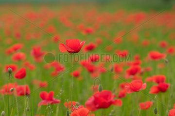Brandenburg  Mohnblume auf einem Feld
