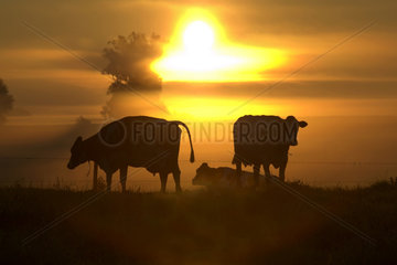 Kuehe auf einer Weide im Sonnenaufgang