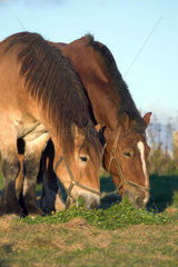 Mecklenburg  Pferde beim Fressen