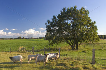 Mecklenburg  Schafe auf einer Wiese