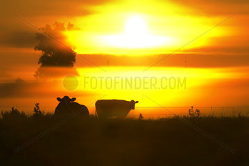 Kuehe auf einer Weide im Sonnenaufgang