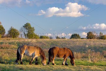 Mecklenburg  Pferde beim Fressen