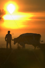 Eine Kuh und der Bauer auf einer Weide im Sonnenaufgang