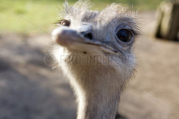 Ein Emu im Portraet