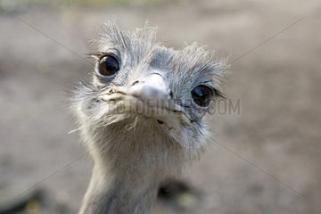 Ein Emu im Portraet