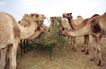Kamele fressen Heu in der Wueste von Dubai