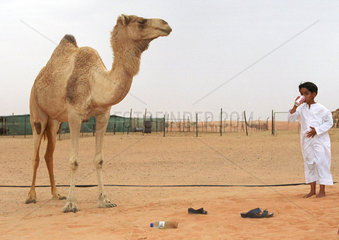 Ein Junge und ein Kamel in einem Wuestencamp in Dubai