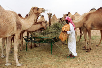 Ein Mann fuettert seine Kamele in Dubai