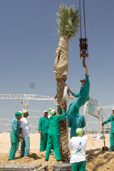 Dubai  Bauarbeiter pflanzen eine Palme
