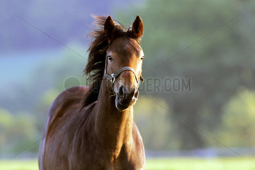 Portrait eines Pferdes auf der Koppel