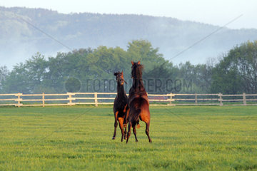 Pferde am Morgen auf der Koppel