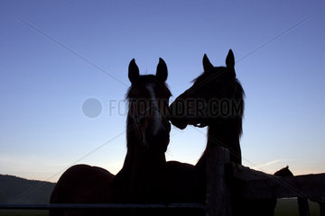 Symbol  Pferde am Morgen auf der Koppel