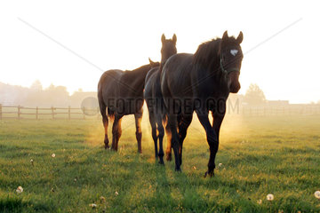 Pferde am Morgen auf der Koppel