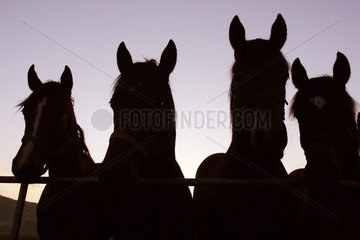 Symbol  Pferde am Morgen auf der Koppel
