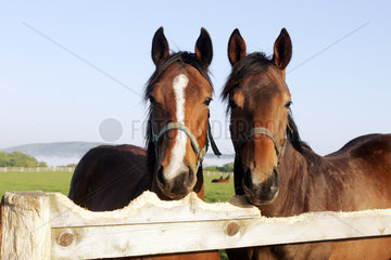 Portrait zweier Pferde auf der Koppel