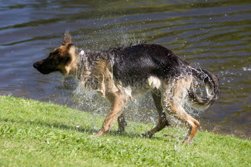 Ein Schaeferhund schuettelt sich Wasser aus dem Fell
