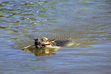 Ein Schaeferhund apportiert einen Stock aus dem Wasser