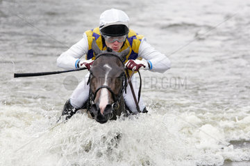 Hamburg  ein Pferd schwimmt beim Seejagdrennen durch den See