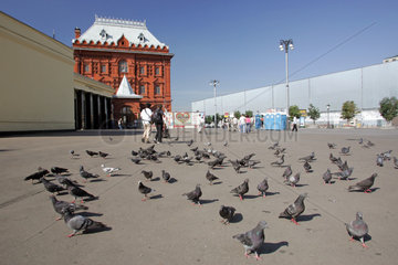 Moskau  Tauben auf einer Strasse