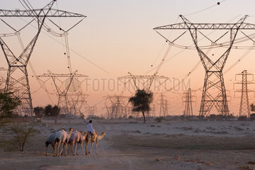 Dubai  Landschaft - Kamele und Strommasten in der Wueste