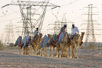 Dubai  Kamele und Reiter vor Strommasten in der Wueste