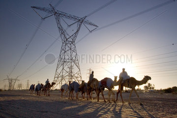 Dubai  Silhouette - Kamele und Reiter vor Strommasten in der Wueste