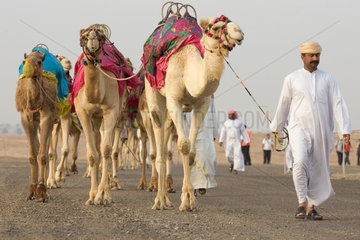 Dubai  Kamele in der Wueste