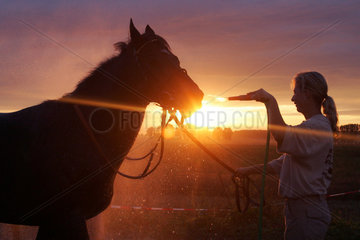 Bad Doberan  ein Pferd wird im Sonnenuntergang abgeduscht