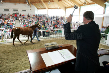 Iffezheim  ein Pferd wird auf einer Auktion versteigert
