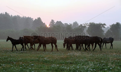 Sottrum-Faehrhof  Mutterstuten und Fohlen bei Sonnenaufgang auf der Weide