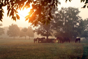 Sottrum-Faehrhof  Pferde bei Sonnenaufgang auf der Weide