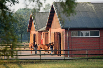 Sottrum-Faehrhof  Pferde werden in den Stall gefuehrt