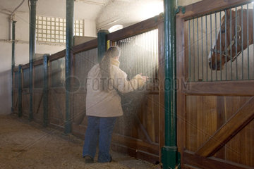 Graditz  eine Frau begutachtet die Pferde im Stall