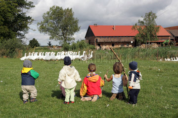 Prangendorf  Kinder beobachten eine Gruppe Pommerngaense auf einer Wiese