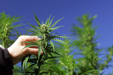 Strang einer Cannabispflanze
